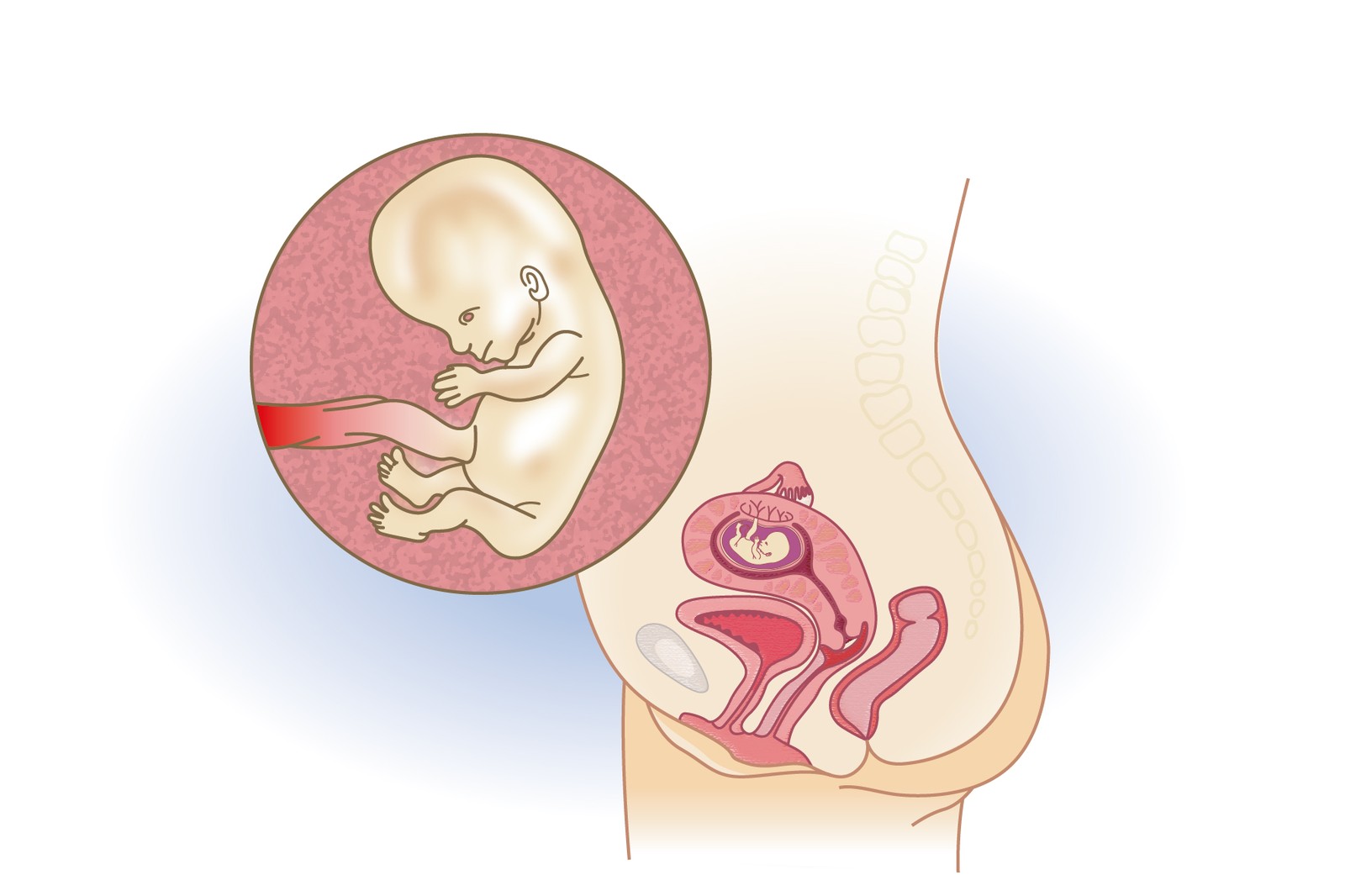 Plod v 12. týdnu těhotenství