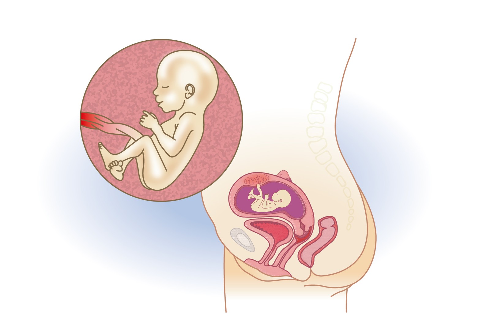 Plod v 16. týdnu těhotenství