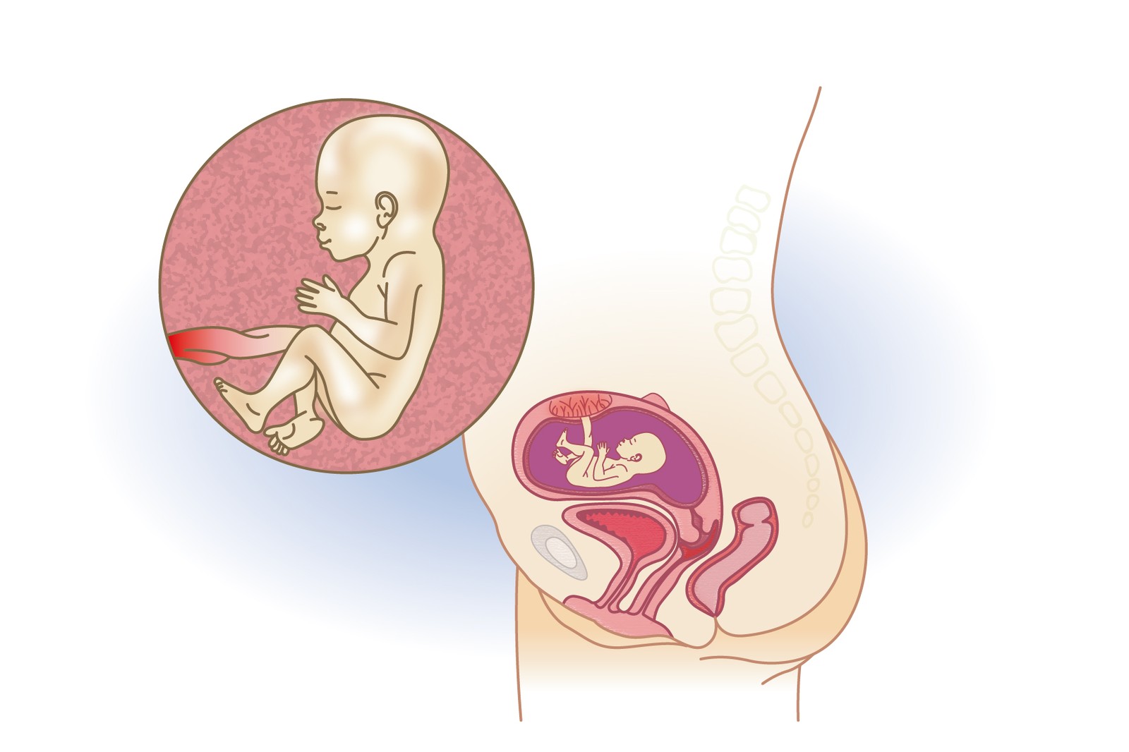 Plod v 18. týdnu těhotenství