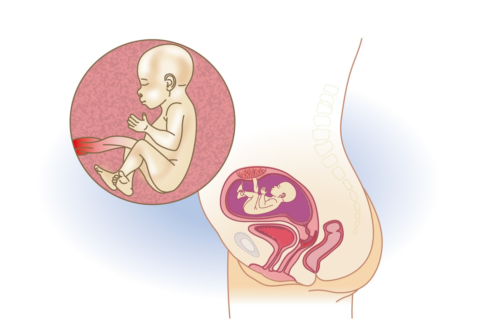 Plod v 21. týdnu těhotenství