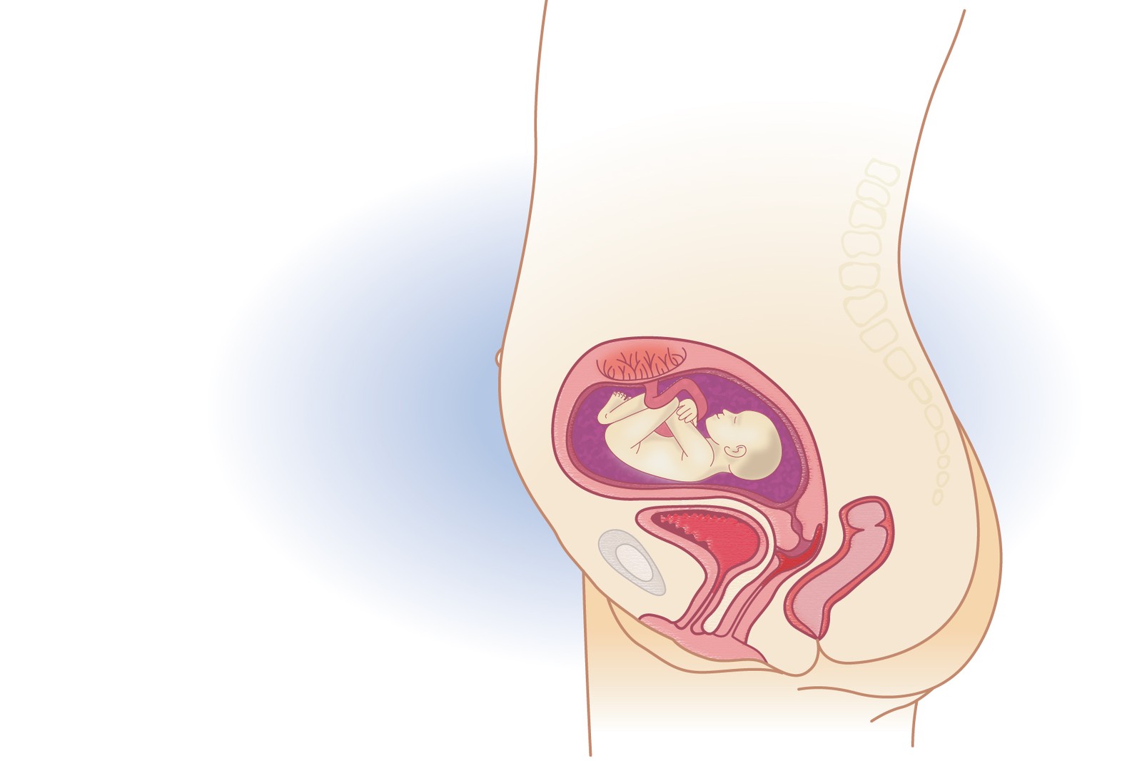 Plod v 22. týdnu těhotenství