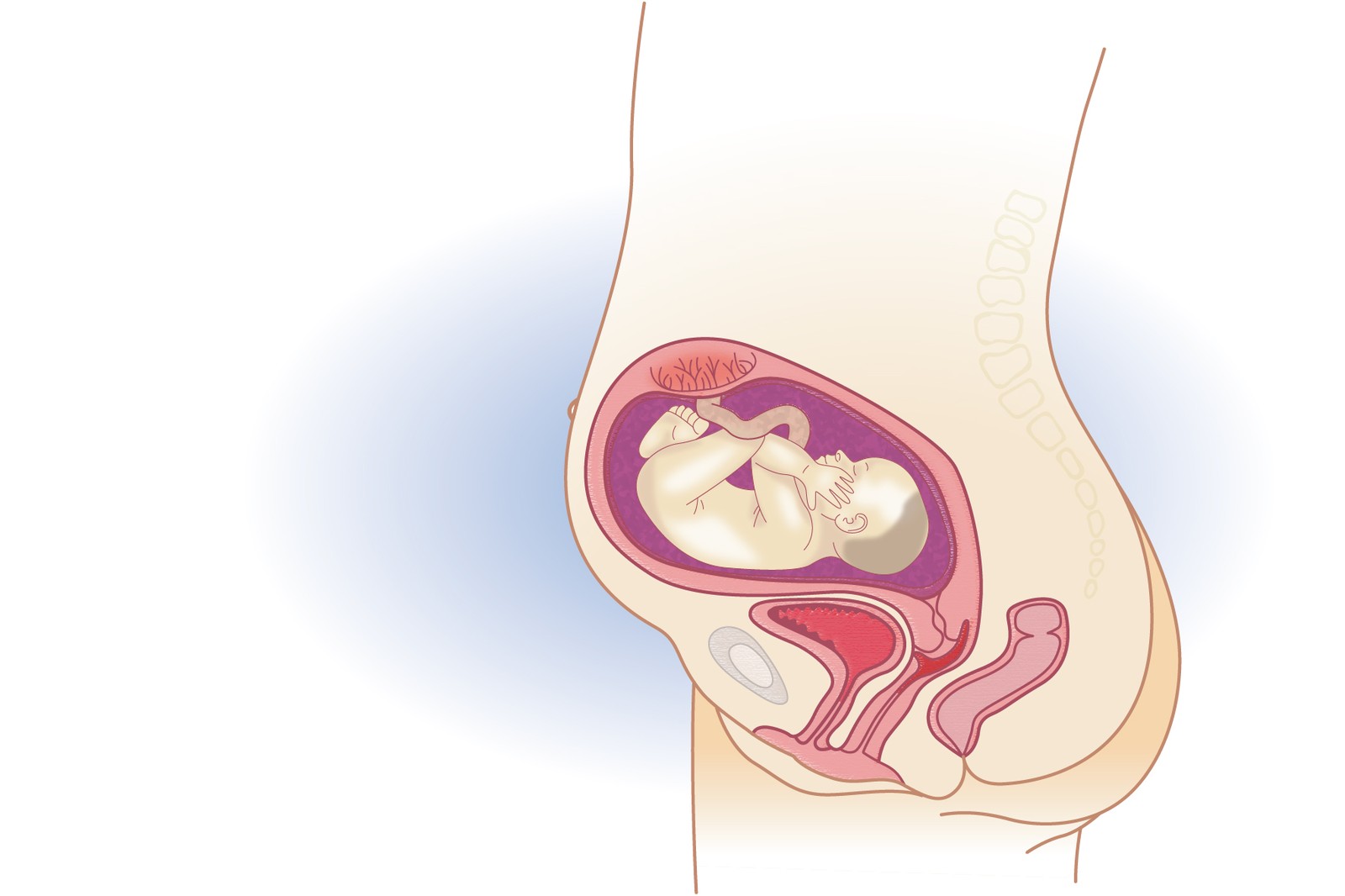 Plod v 26. týdnu těhotenství