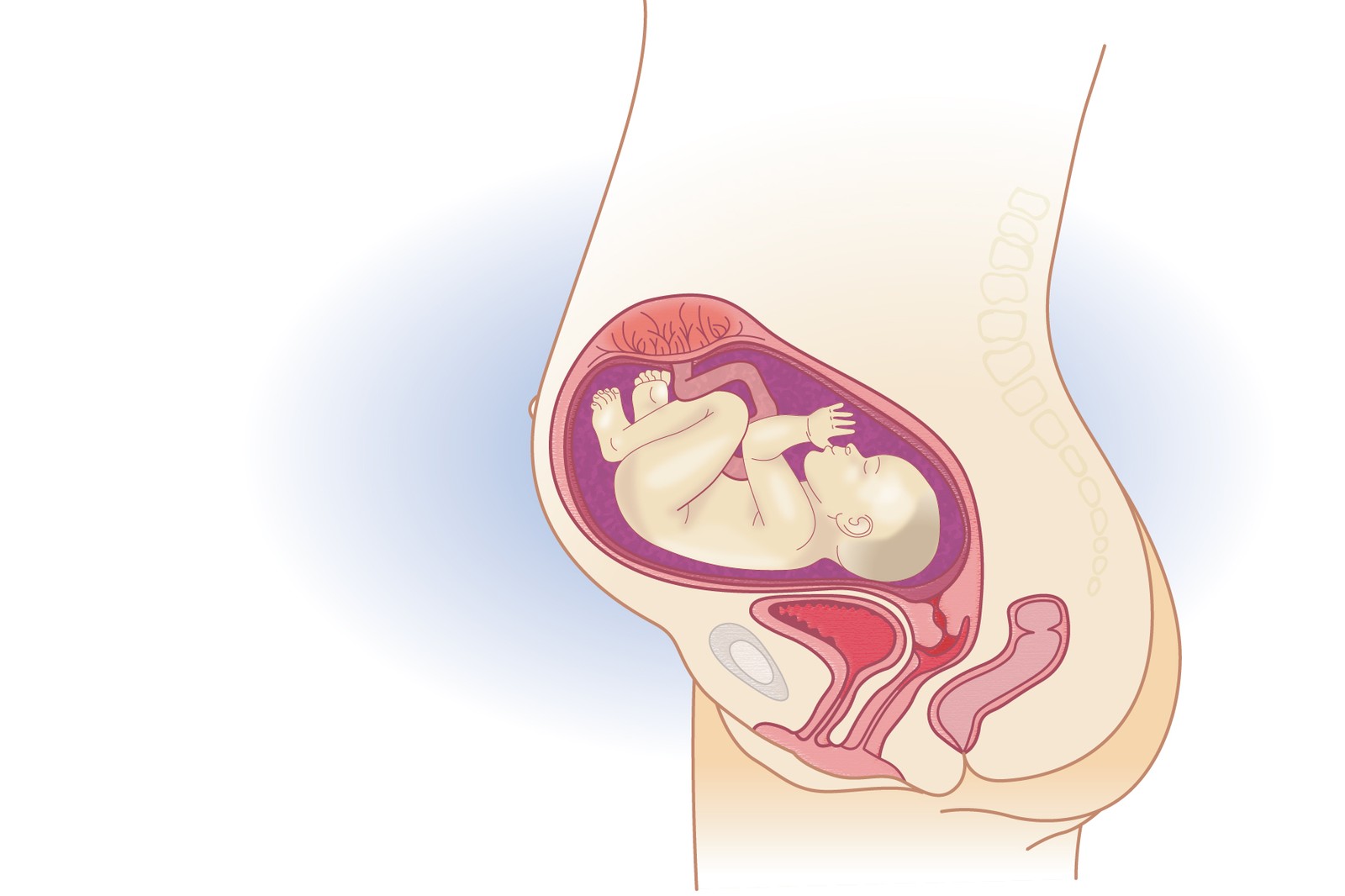 Plod v 29. týdnu těhotenství
