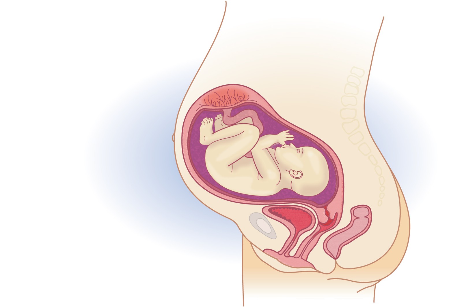 Plod v 30. týdnu těhotenství