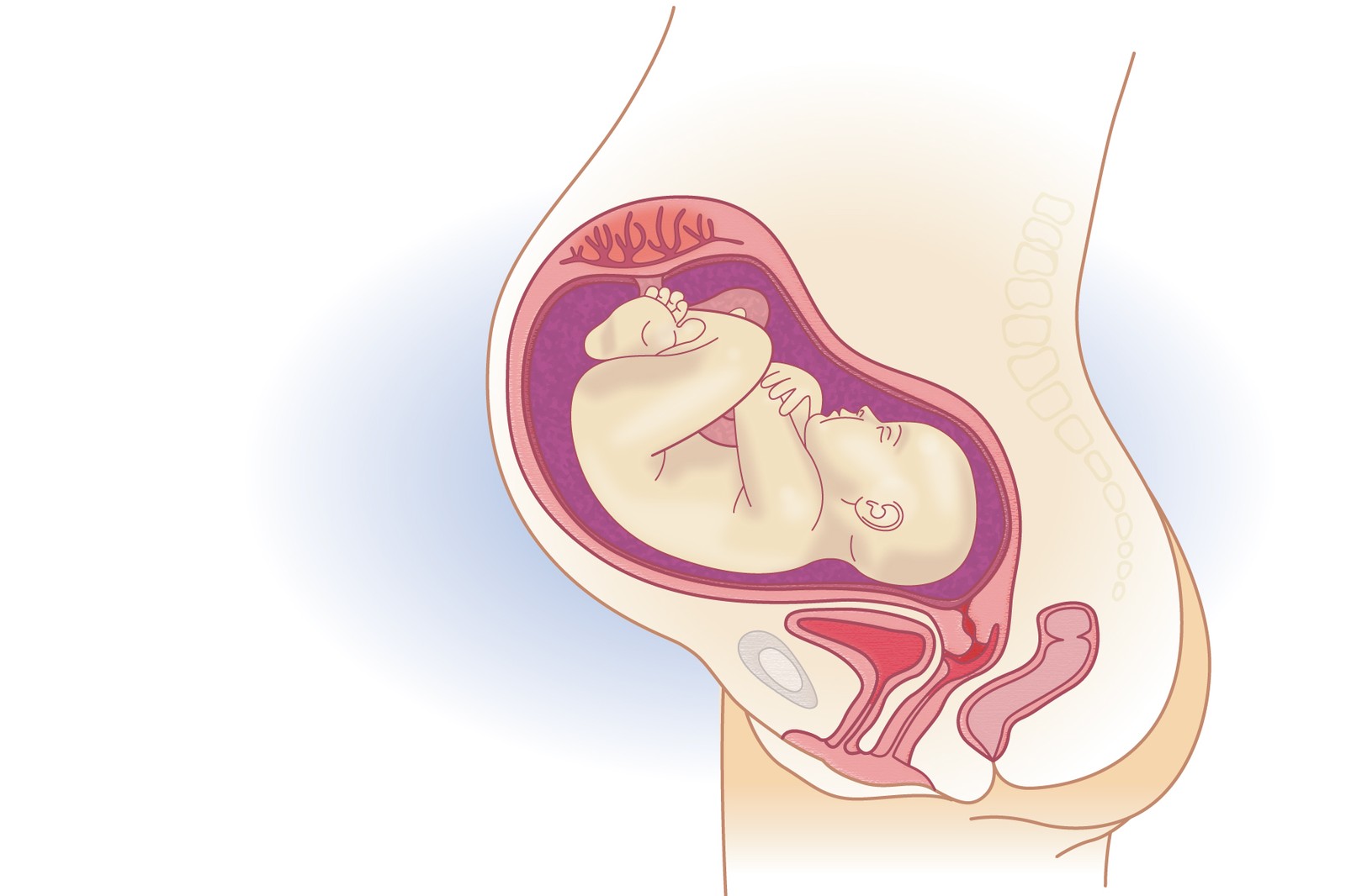 Plod v 32. týdnu těhotenství