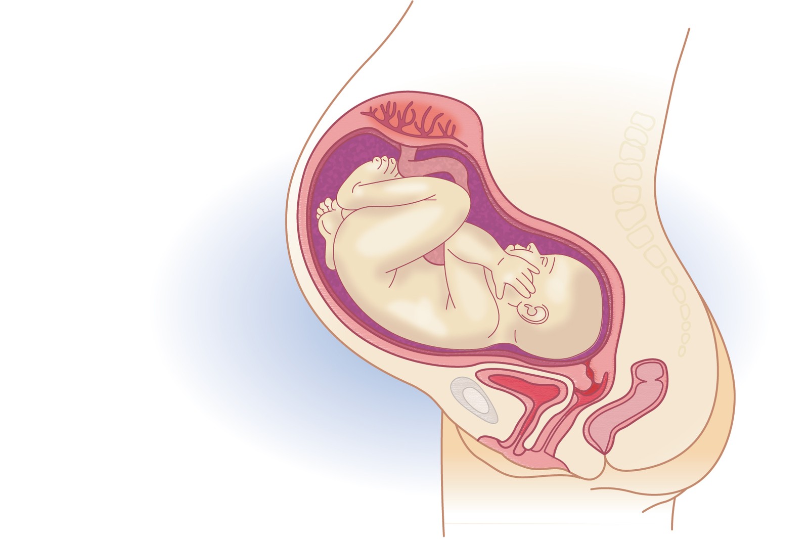 Plod v 34. týdnu těhotenství