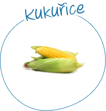 Kukuřice