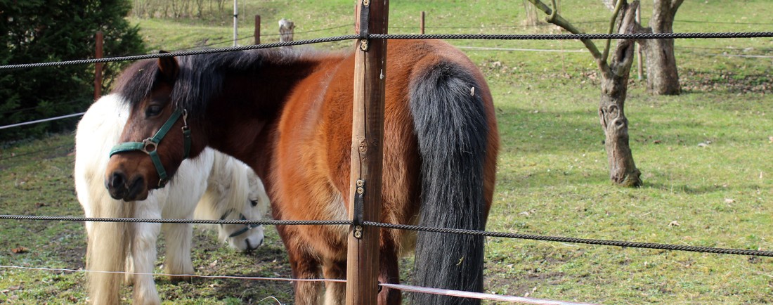 Minizoo v rušné Praze